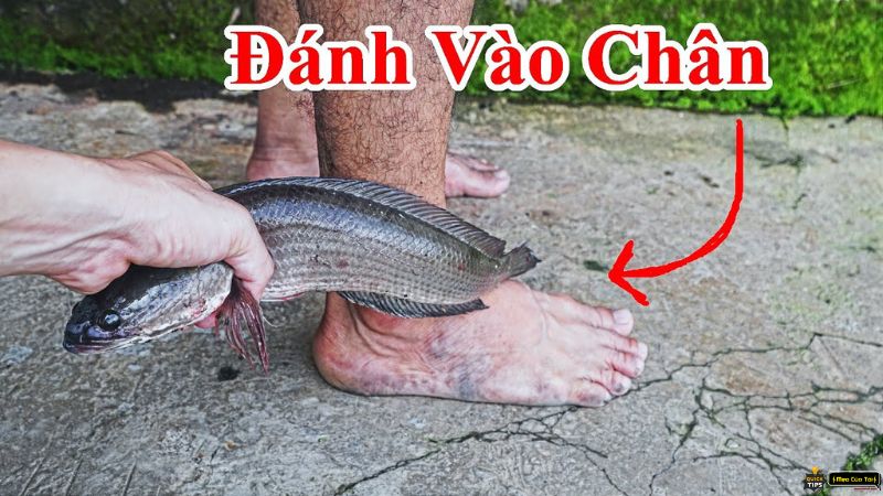 mẹo chữa chậm nói bằng cá lóc